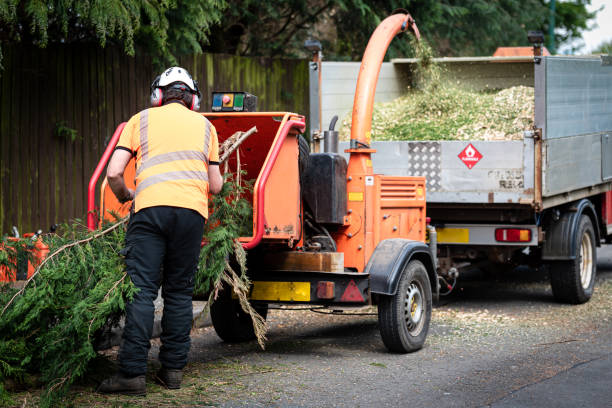 How Our Tree Care Process Works  in  Arial, SC