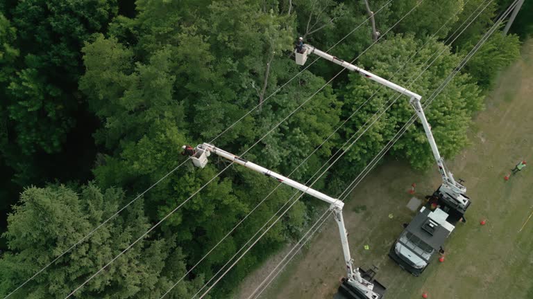 Leaf Removal in Arial, SC